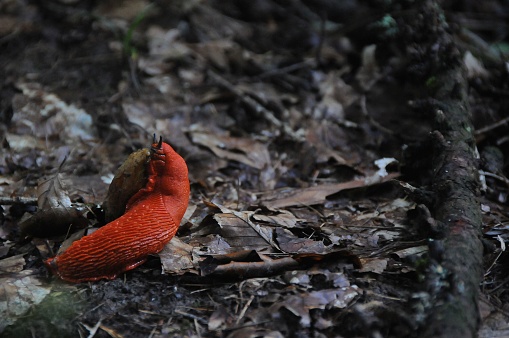 Red living snailon forest natural floor