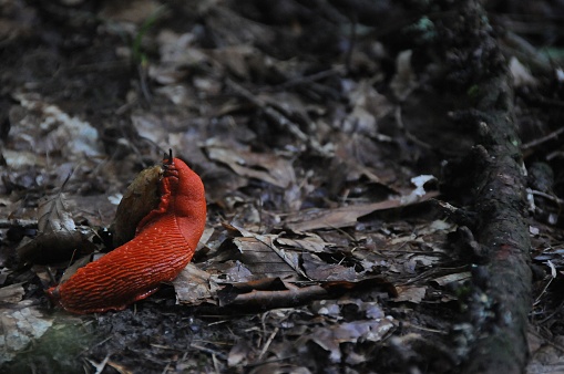 Red living snailon forest natural floor