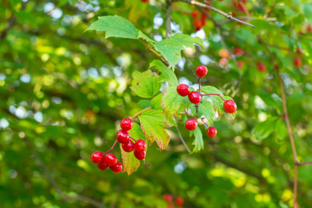 istock Clusters of red viburnum on branches 851906692
