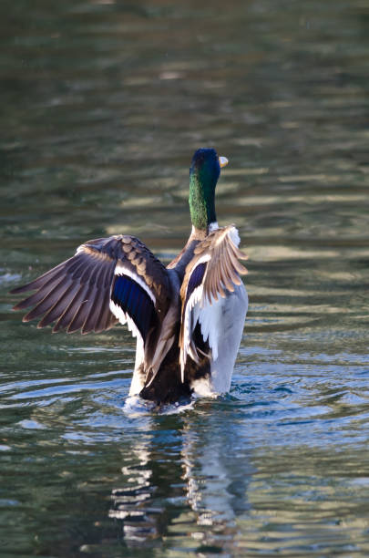 istock Male Mallard Duck Stretching Its Wings While on the Pond 851908958