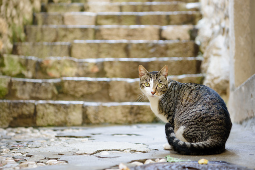 Cat in Dubrovnik old town, stone pavement