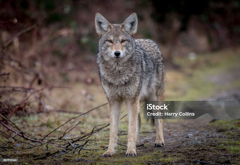 Coyote A coyote in British Columbia, Canada. Coyote Stock Photo