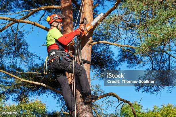 Arborist En El Trabajo Foto de stock y más banco de imágenes de Árbol - Árbol, Podar, Arboricultor