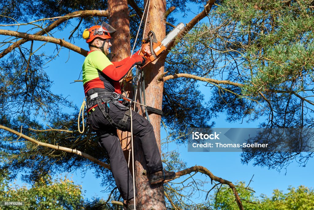 Arborist at work Lumberjack with saw and harness climbing a tree Tree Stock Photo