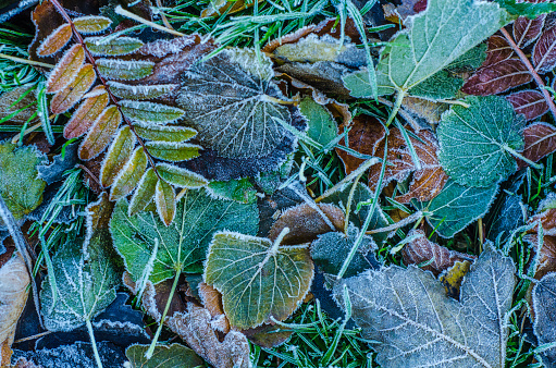 Seasonal Background Texture Of Frosty Leaves In Winter