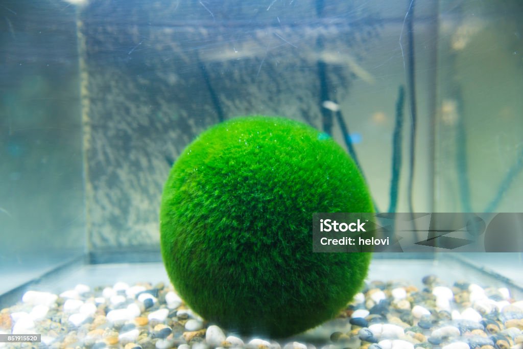 Marimo moss ball The Marimo Moss Ball is a beautiful spherical algae ball, originating in Japan. Origin from lake Akan. Moss Stock Photo