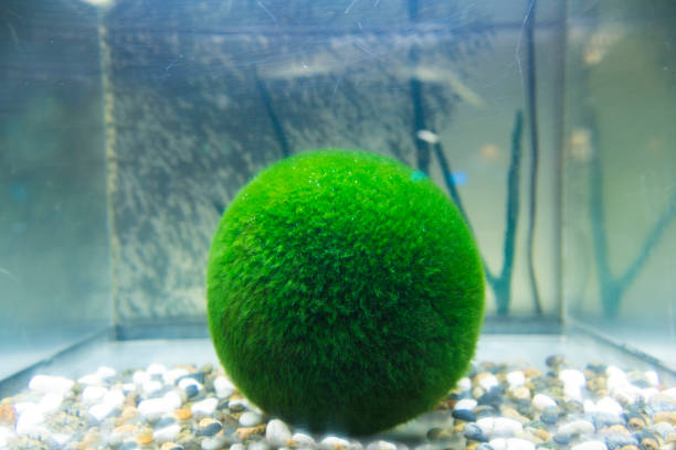 Marimo moss ball The Marimo Moss Ball is a beautiful spherical algae ball, originating in Japan. Origin from lake Akan. national park akan stock pictures, royalty-free photos & images