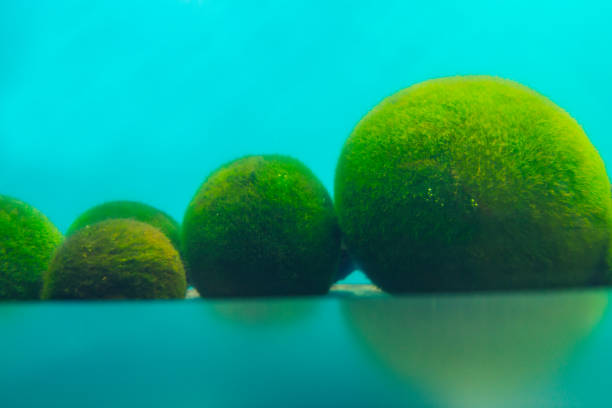Marimo moss ball The Marimo Moss Ball is a beautiful spherical algae ball, originating in Japan. Origin from lake Akan. national park akan stock pictures, royalty-free photos & images