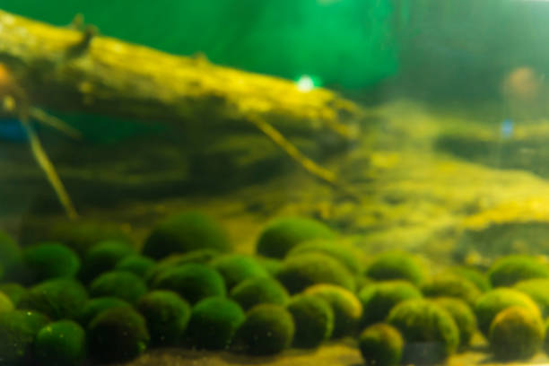 Marimo moss ball The Marimo Moss Ball is a beautiful spherical algae ball, originating in Japan. Origin from lake Akan. national park akan stock pictures, royalty-free photos & images