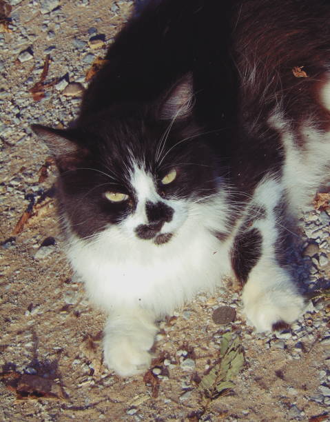 istock Tuxedo cat laying on ground looking up 851916028