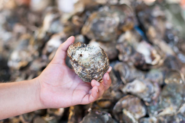istock Oysters, mussels and scallops 851917140