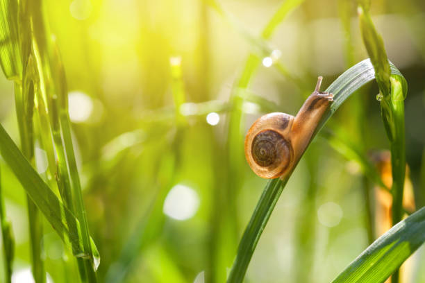 Little snail on wet green grass
