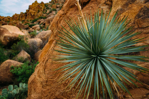 A desert scene showing different types of cacti.