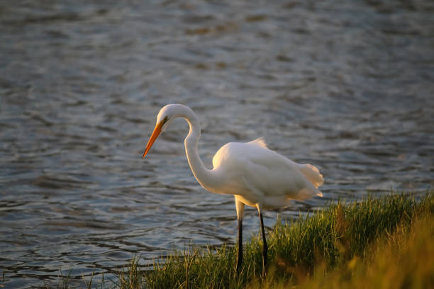istock The Great Egret at Malibu Lagoon in September 851920364