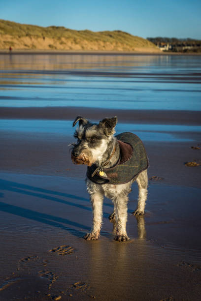 собака шнауцер на пляже круден-бей - cruden bay стоковые фото и изображения