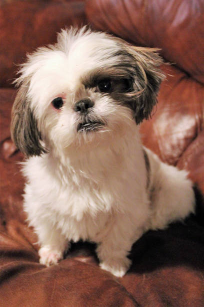 istock Shih Tzu Bella B Marie 851924000