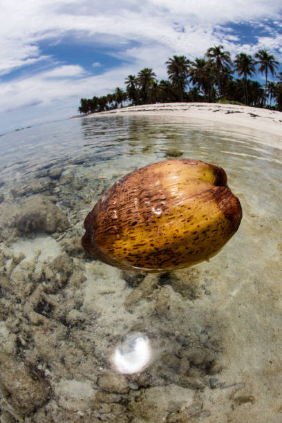 istock Coconut Drifting Near Caribbean Island 851924256