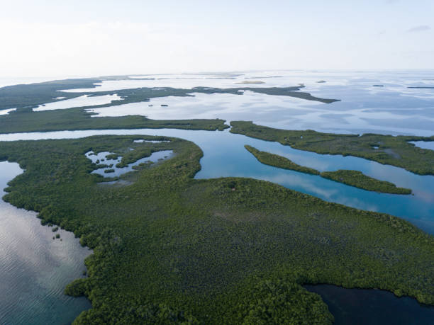 istock Mangroves and Calm Lagoon in Caribbean 851925580