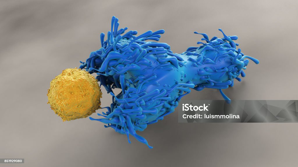 Dendritic Cell with a CD4 T Cell Lymphocyte Stock Photo