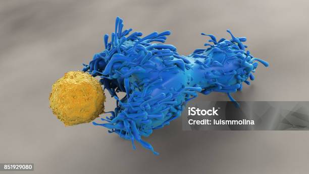 Dendritic Cell With A Cd4 T Cell Stock Photo - Download Image Now - Lymphocyte, Scanning Electron Microscope, Biological Cell
