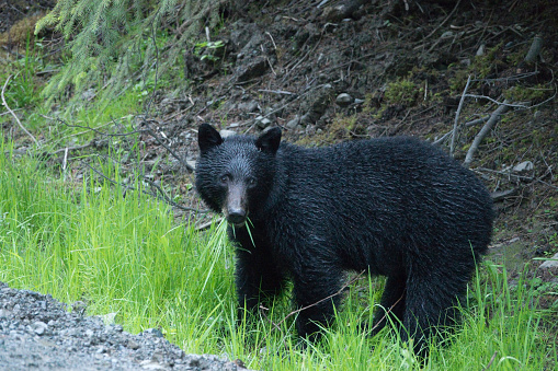 Endemic Large Black Bear Eating Grass Haida Gwaii British Columbia Stock Photo - Download Image Now - iStock Endemic Large Black Bear Eating Grass Haida Gwaii British Columbia Stock Photo - Download Image Now - iStock