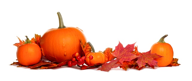 Autumn border of pumpkins and red fall leaves isolated on a white background