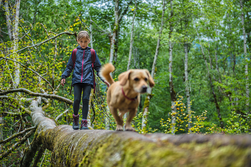 Girl with a small yellow dog hiking in forest and crossing over tree log