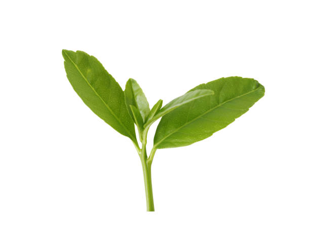 istock Green tree top isolated on white background and have clipping paths to easy deployment. 851940784