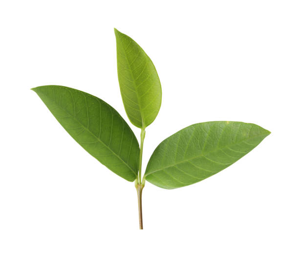 istock Green tree top isolated on white background and have clipping paths to easy deployment. 851940786