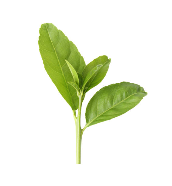 istock Green tree top isolated on white background and have clipping paths to easy deployment. 851940788