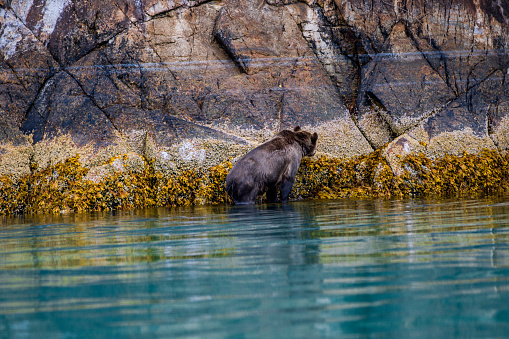 grizzly bear- Great Bear Rainforest Canada