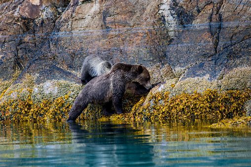 grizzly bear- Great Bear Rainforest Canada
