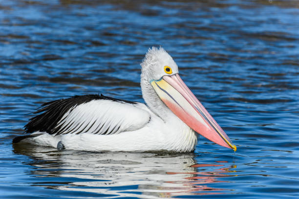 istock Pelican in the water 851942656