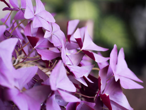 istock Oxalidaceae flower at home 851943830