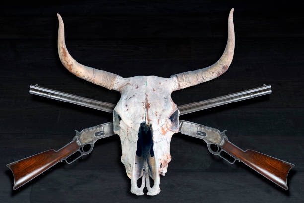 fucili da cowboy e teschio di mucca. - horned death dead texas longhorn cattle foto e immagini stock