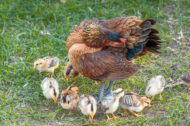 Hen and young chicks. Mother hen is surrounded by young chicks. rooster open wings stock pictures, royalty-free photos & images