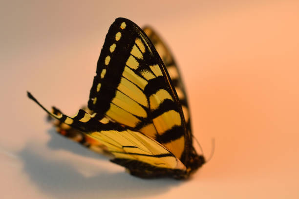 Canadian Tiger Swallowtail (Papillio Canadensis)