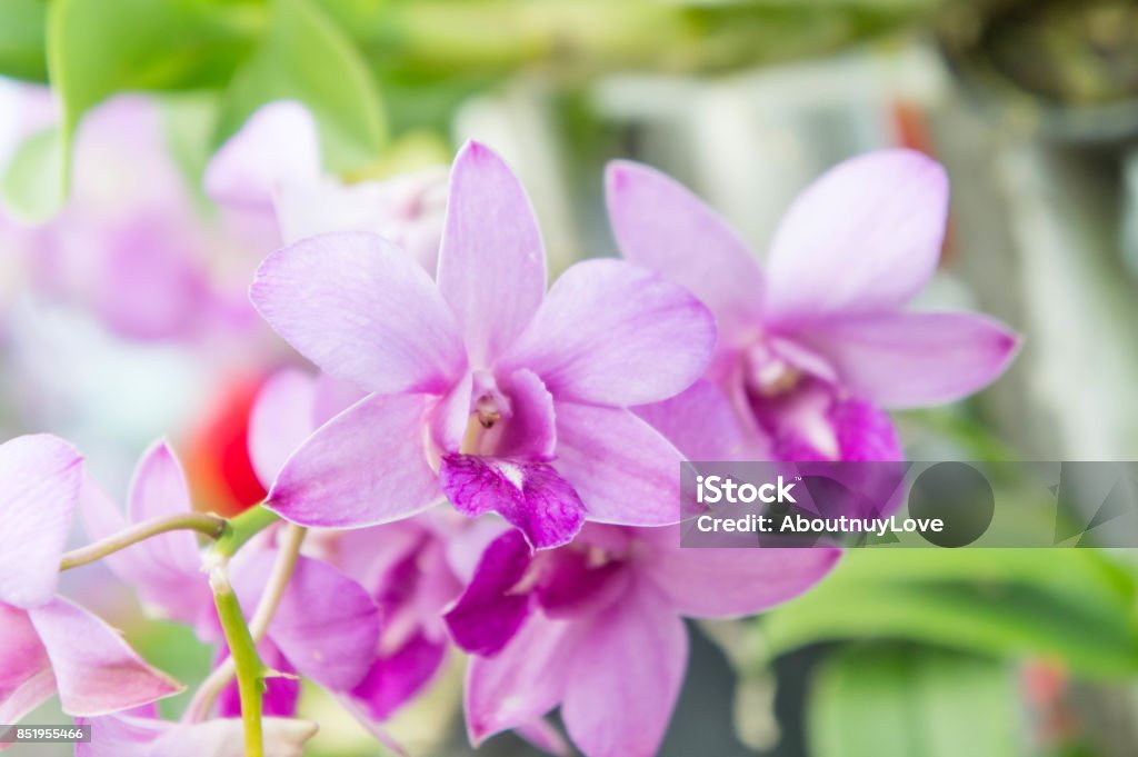 Foto de Orquídeas Flores Roxas Em Bom Dia e mais fotos de stock de Artigo  de decoração - Artigo de decoração, Atividade Romântica, Beleza - iStock