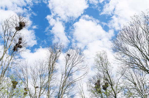 istock Crow's nest on a tree against the blue sky whit clouds in early spring 851957062