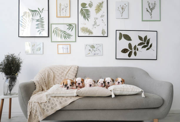 Six english bulldog puppies sitting on gray sofa in room. Six english bulldog puppies sitting on gray sofa in room pug photos stock pictures, royalty-free photos & images