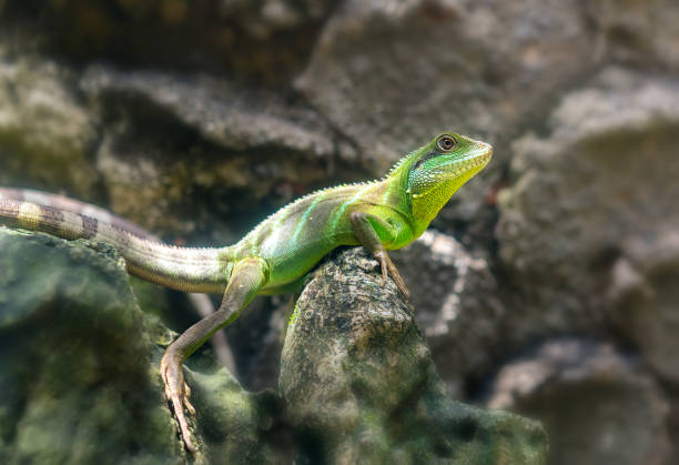 istock The lizard rests on the rock in the zoo 851957718