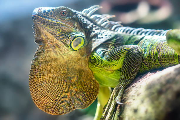 istock Giant iguana portrait is resting in the zoo. 851957720