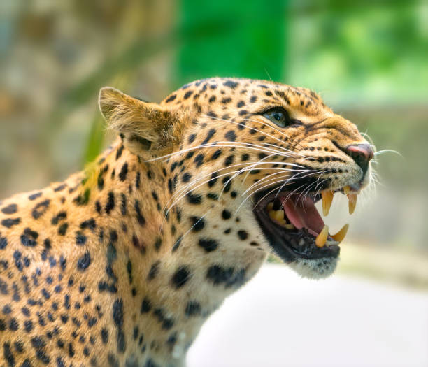 retrato de leopardo imprime com raiva no mundo natural - tiger roaring danger power - fotografias e filmes do acervo