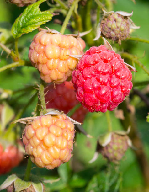 istock 4 Seasons - Close-up View of Raspberries 851958048