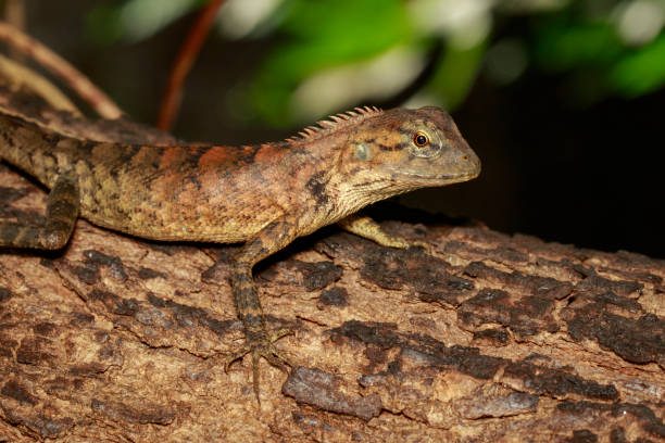 istock Image of brown chameleon on tree. Reptile. Animal. 851961450