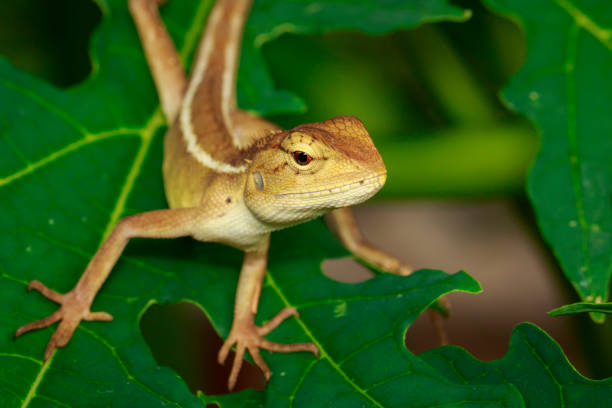 istock Image of chameleon on a green leaf. Reptile 851961530
