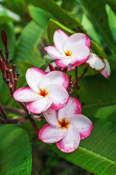 istock blossom pink pansy plumeria on tree with raindrop 851961794