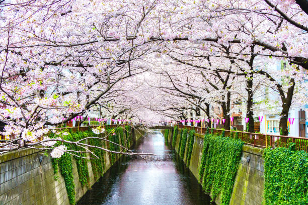istock Beautiful Sakura tree at Tokyo city of japan 851962052