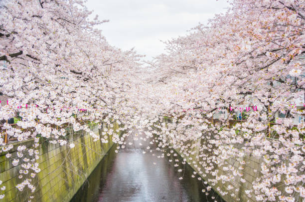 istock Beautiful Sakura tree at Tokyo city of japan 851962056