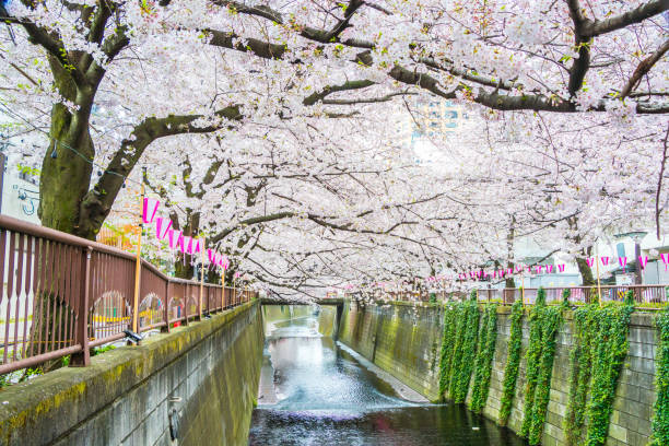 istock Beautiful Sakura tree at Tokyo city of japan 851962110